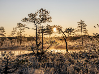 Wall Mural - sunbeams pour through pines in misty swamp , early morning