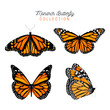 Butterfly collection vector animals natural.Vector