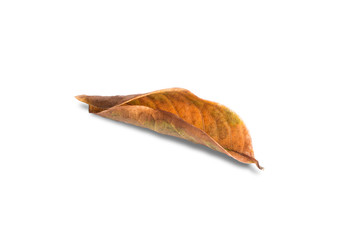 Dry leaf isolated