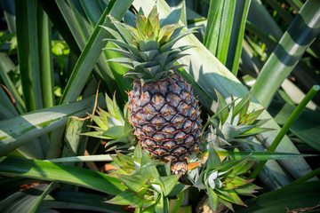 Green Pineapple fruit growing in garden at Madhupur, Tangail, Bangladesh.