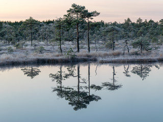 Wall Mural - landscape with swamp lake, frosted swamp grass and pines, cold sunset morning, beautiful reflections in dark lake water, Niedraju-Pilkas swamp, Latvia