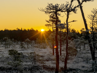 Wall Mural - sunbeams pour through pines in misty swamp , early morning