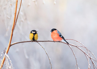 Wall Mural - two birds titmouse and bullfinch are sitting on a branch nearby in the winter holiday park