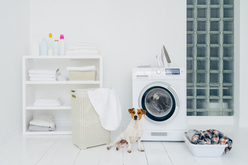 Wall Mural - Pedigree dog poses in laundry room with washing machine and pile of dirty clothes in basket. Domestic room interior. White wall. Iron for ironing clean linen