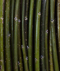 Wall Mural - Aspen sticks lie in a row on a cork Board