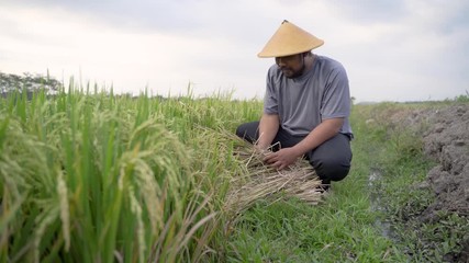 Wall Mural - portrait of happy asian farmer with paddy rice grain during harvesting