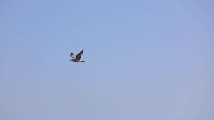 Poster - Seagull flying free in the sky above sea waves