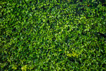 Green leaf wall texture background. Nature view of green plants. Environmental freshness wallpaper concept.