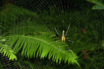 A spider with a net of spider webs in a rainforest
