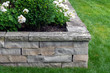 A natural stone retaining wall with matching coping creates a raised planter bed which has been planted with white roses.  It is the perfect height to sit on, expanding outdoor seating in the garden.