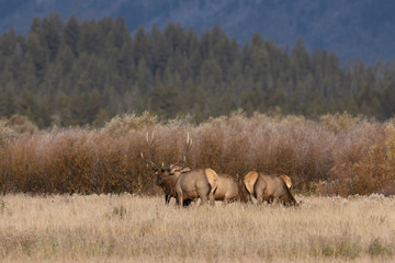 Poster - Herd of Elk During the Fall Rut in Wyoming