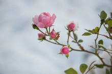 Pink Flower Rose Hip Under Snow
