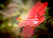 Profile Of Lovely Red Hibiscus