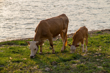 cow on a meadow