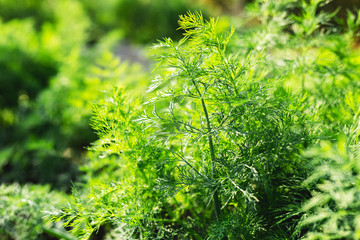 Good green organic dill in farmer's garden for food.Young dill plants grows in the open ground. Fragrant dill leaf growing. Dill herb leaf background harvest.