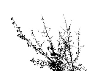 tree branch silhouette. vector illustration