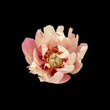 Pink peony flower isolated on a black background