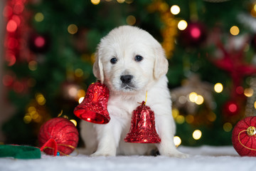 Sticker - adorable puppy with Christmas bells posing indoors