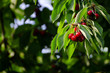 Cherry tree in the sunshine - sick cherry tree - moldy fruits on the tree