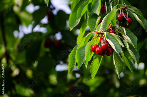 Fotografía Cherry tree in the sunshine - sick cherry tree - moldy fruits on the tree