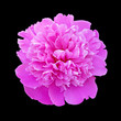 Beautiful pink peony isolated on a black background