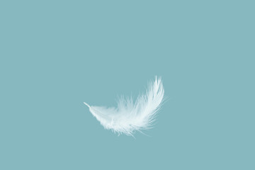 Wall Mural - soft white feather falling down in the air