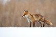 © Milan - The red fox (Vulpes vulpes) is the largest of the true foxes and one of the most widely distributed members of the order Carnivora