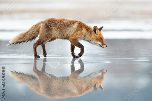 Fotomural The red fox (Vulpes vulpes) is the largest of the true foxes and one of the most