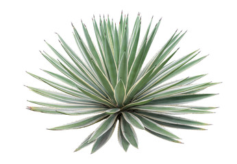 Agave plant isolated on white background. clipping path. Agave plant tropical drought tolerance has sharp thorns.