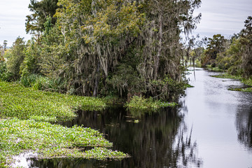 Wall Mural - trees on the bayou