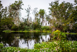 Fototapeta Do pokoju - trees on the bayou