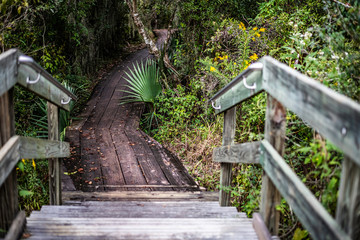 Wall Mural - wooden bridge in the forest