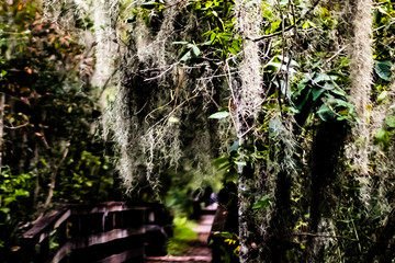 Canvas Print - bayou trail