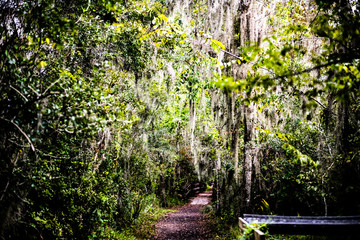 Wall Mural - bayou trail