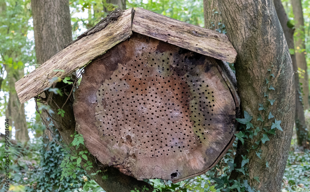 Insect house made out of a tree trunk with roof suspended between trees ...