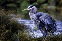 Beautiful Shot Of A Great Blue Heron With Colorful Feathers Near The Lake