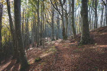Fototapeta sosna las ścieżka drzewa lato