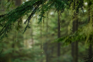 close up: scenic shot of wet moss covered branches in dense temperate rainforest