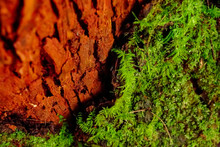 MACRO, DOF: Moss Starts Growing At The Base Of A Tree With Red Colored Bark.