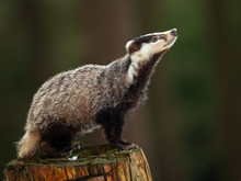 European Badger (Meles Meles) Is A Species Of Badger In The Family Mustelidae And Is Native To Almost All Of Europe And Some Parts Of West Asia