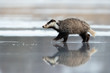 European badger (Meles meles) is a species of badger in the family Mustelidae and is native to almost all of Europe and some parts of West Asia