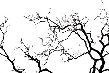 Dead branches , Silhouette dead tree or dry tree on white background with clipping path.