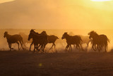 Fototapeta Konie - Yilki Horses Running in Field, Kayseri, Turkey