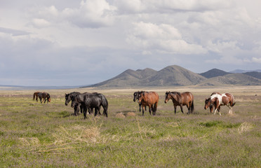 Wild Horses in Spring int he Utah Desert