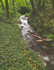 Canvas Print - Vertical shot of a narrow ditch full of rocks in the middle of a green forest