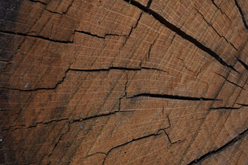 cracked wood texture