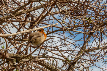 Wall Mural - A Robin Singing in a Tree