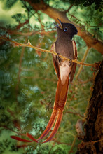 African Paradise-Flycatcher - Terpsiphone Viridis A  Passerine Bird With A Very Long Tail And Blue Eye In The Bush, Common Resident Breeder In Africa South Of The Sahara Desert