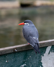 Inca Tern Resting On An Old Rowing Boat