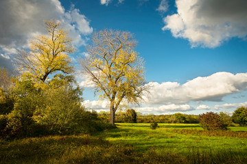 gelber Laubbaum in hrbstlicher Landschaft